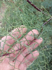 Tamarix
