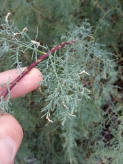 Tamarix