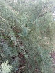 Tamarix