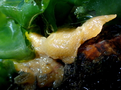 Halichondria bowerbanki