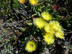 Cheiridopsis rostrata