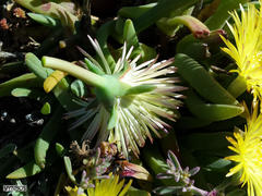 Cheiridopsis rostrata