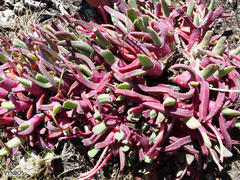 Cheiridopsis rostrata