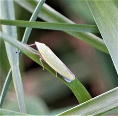 Draeculacephala robinsoni