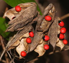 Abrus precatorius africanus