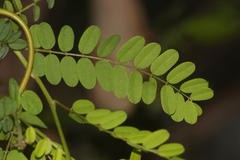 Abrus precatorius africanus