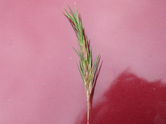 Festuca vivipara