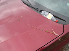 Festuca vivipara