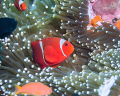 Amphiprion biaculeatus