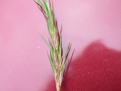 Festuca vivipara