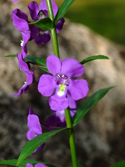 Angelonia minor
