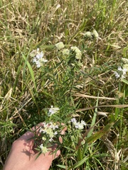 Pycnanthemum verticillatum