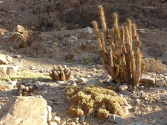 Eulychnia taltalensis