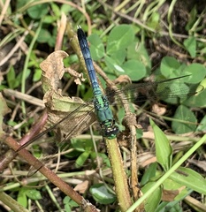 Erythemis simplicicollis
