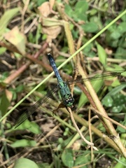 Erythemis simplicicollis