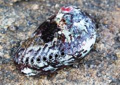 Haliotis spadicea
