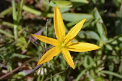 Pauridia linearis