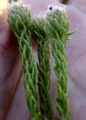 Phylica nigromontana