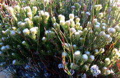 Phylica nigromontana