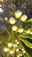 Phylica nigromontana