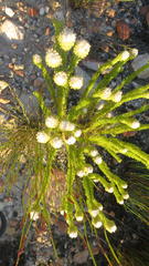 Phylica nigromontana