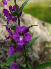 Angelonia minor