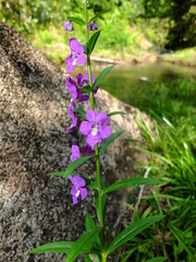Angelonia minor