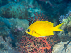 Yellow Chromis photo 5