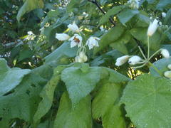 Sparrmannia africana