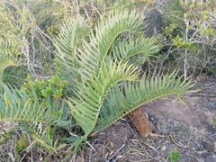 Encephalartos trispinosus