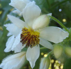 Sparrmannia africana