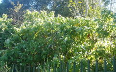Sparrmannia africana