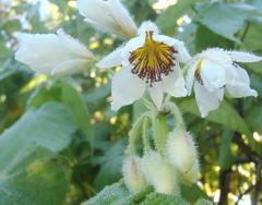 Sparrmannia africana