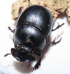 Metacatharsius opacus