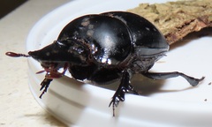 Metacatharsius opacus
