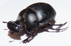 Metacatharsius opacus