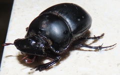 Metacatharsius opacus
