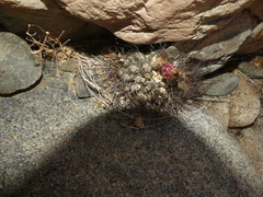 Eriosyce taltalensis