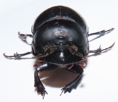 Metacatharsius opacus