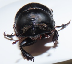 Metacatharsius opacus