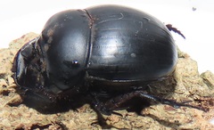 Metacatharsius opacus