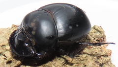 Metacatharsius opacus