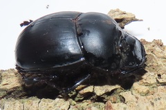 Metacatharsius opacus