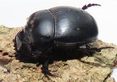 Metacatharsius opacus