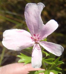 Pelargonium ternatum