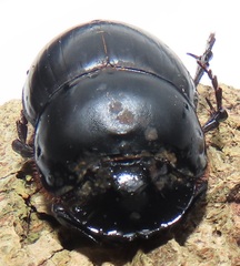 Metacatharsius opacus