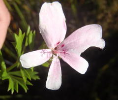 Pelargonium ternatum