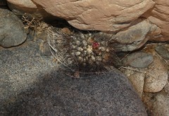 Eriosyce taltalensis