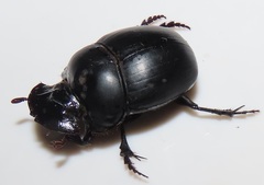 Metacatharsius opacus