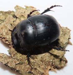 Metacatharsius opacus